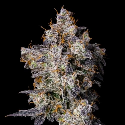 Cherry Zolato จาก Cookies Seed Bank
