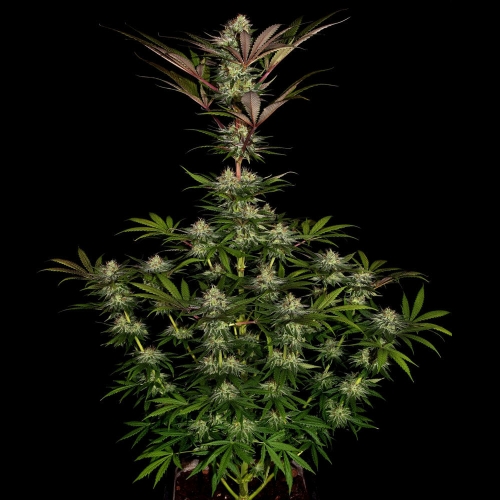 Minty – Feminized – Sativa-leaning – Chocolate Wafflez strain – image 2 – from Paradise Seeds via Seed City