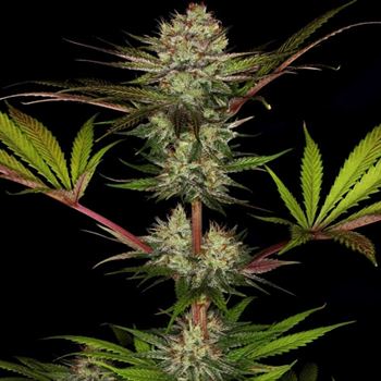 12/12 Photoperiod – Outdoor – Large yield – Chocolate Wafflez strain – image 4 – from Paradise Seeds via Seed City