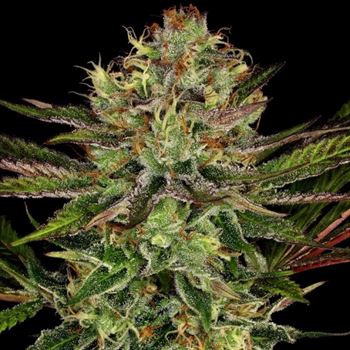 Chocolate Wafflez by Paradise Seeds – Large yield – 12/12 Photoperiod – Outdoor – image 5 – Seed City