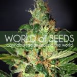 Super Strength – Fruity – Mostly Sativa – Chronic Haze strain – image 2 – from World of Seeds via Seed City