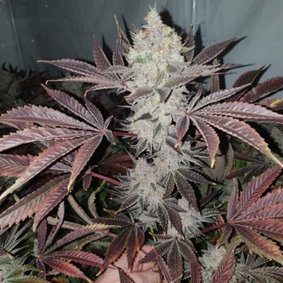 Chuntz from Original Big Buddha Family Farms