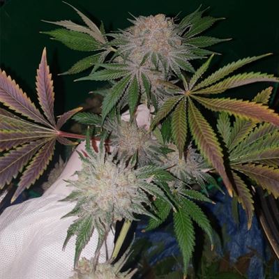 showing Feminized – 12/12 Photoperiod – Outdoor – image 2 – Seed City