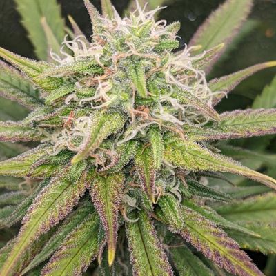 Chuntz cannabis seeds – Feminized – Outdoor – 12/12 Photoperiod – image 3 from Seed City