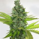showing Outdoor – Feminized – Lemon – image 1 – Seed City