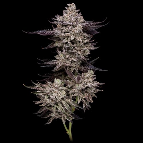 Jet Puft cannabis seeds – Female seeds – 12/12 Photoperiod – Suited for indoor growing – image 4 from Seed City