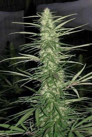 Congo cannabis seeds – Creative – Feminized – Strawberry – image 2 from Seed City