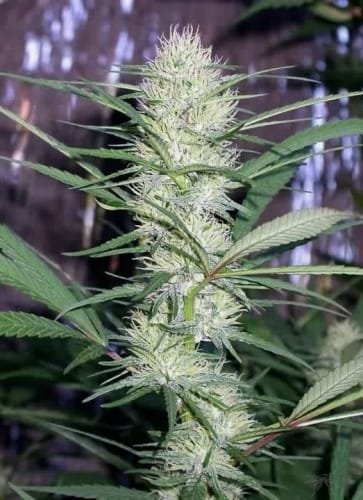Creative – Feminized – Middle of October – Congo strain – image 3 – from Ace Seed bank via Seed City