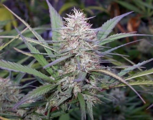 Creative – Strawberry – Middle of October – Congo strain – image 4 – from Ace Seed bank via Seed City