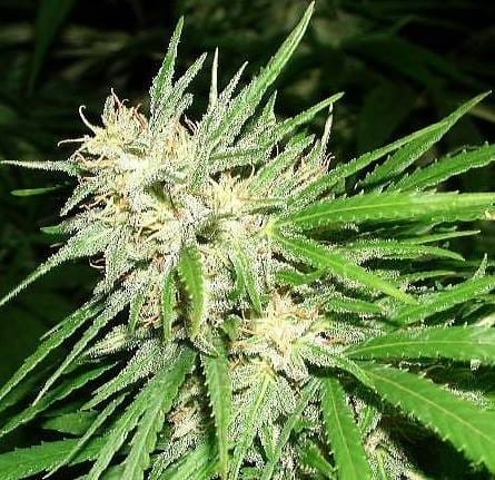 showing 12/12 Photoperiod – Outdoor cultivation – Mostly Sativa – image 5 – Seed City