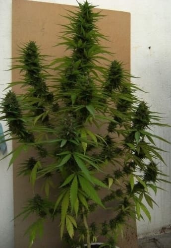 Congo cannabis seeds – Mostly Sativa – Resistant to Low Temperature – 12/12 Photoperiod – image 6 from Seed City