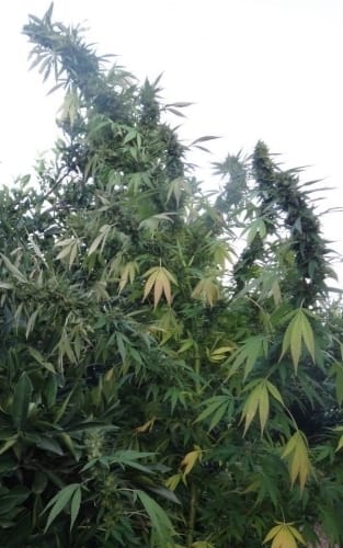 Congo by Ace Seed bank – Outdoor cultivation – Resistant to Low Temperature – Strawberry – image 7 – Seed City