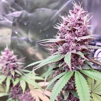 showing Outdoor – Female seeds – 12/12 Photoperiod – image 3 – Seed City