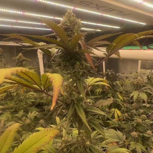 Pink Waferz 2.0 by Conscious Genetics – Fruity – Indica Dominant – Indoor – image 2 – Seed City