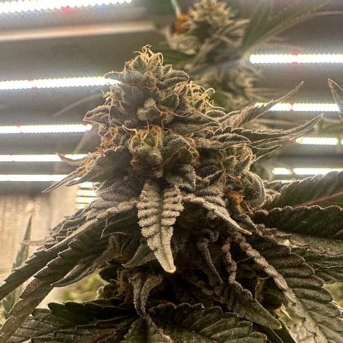 Pink Waferz 2.0 cannabis seeds – Fruity – Indoor – 12/12 Photoperiod – image 3 from Seed City