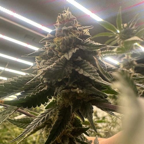 Image 4 of Pink Waferz 2.0 cannabis by Conscious Genetics – Fruity – Indica Dominant – Indoor – Seed City