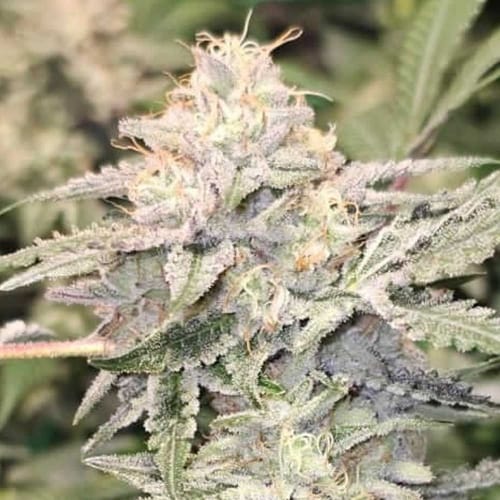 Image 5 of Pink Waferz 2.0 cannabis by Conscious Genetics – Indoor – Fruity – Female seeds – Seed City