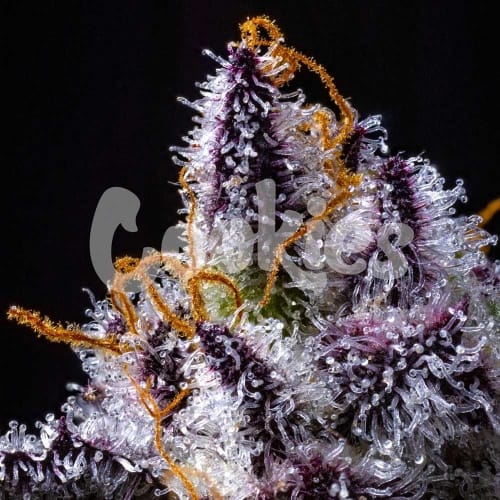 mostrando Interior – Fotoperiodo 12/12 – Female seeds – imagen 1 – Seed City