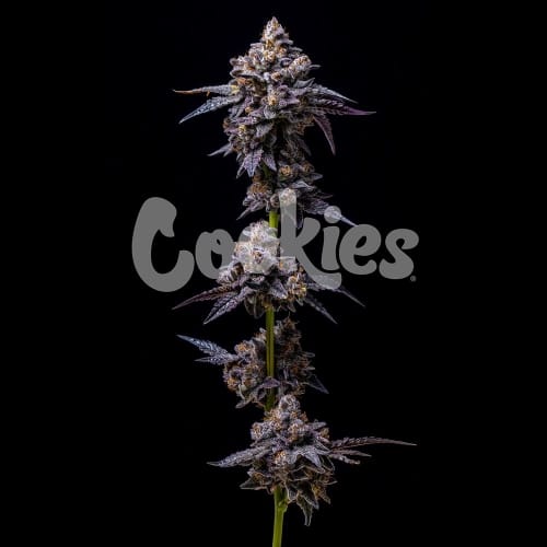 Hollywood Semillas de cannabis – Fotoperiodo 12/12 – Interior – Alto rendimiento – imagen 2 de Seed City