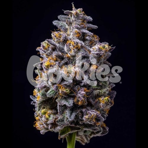 Hollywood semillas de cannabis – Female seeds – Fotoperiodo 12/12 – Alto rendimiento – imagen 3 de Seed City