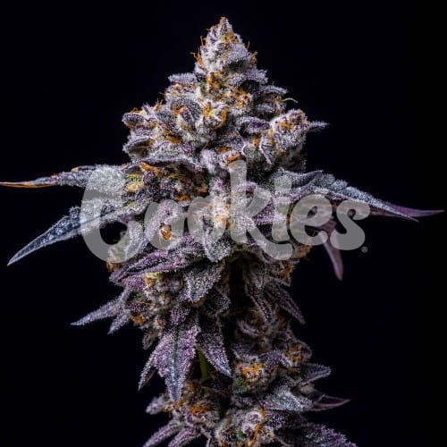 Hollywood semillas de cannabis – Female seeds – Alto rendimiento – Interior – imagen 4 de Seed City