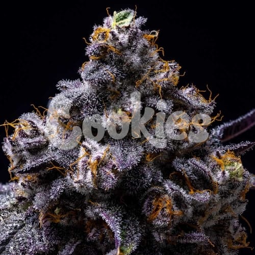 Hollywood by Cookies Seed Bank – Alto rendimiento – Interior – Female seeds – imagen 5 – Seed City