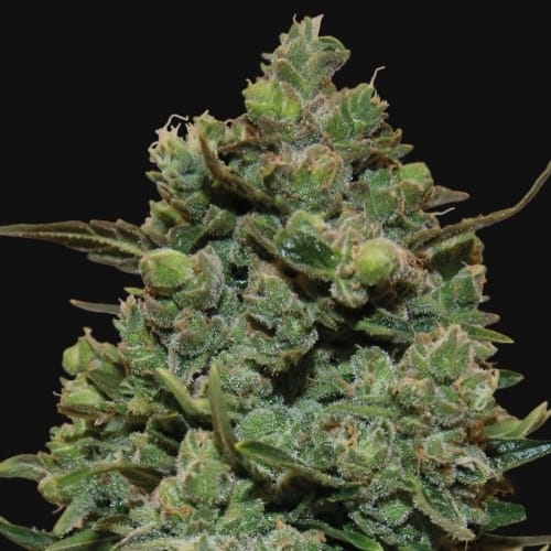 showing Lime – Female seeds – 12/12 Photoperiod – image 1 – Seed City