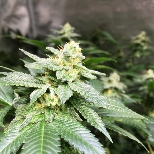 Cookies Kush cannabis seeds – Super Strength – Lime – Indica Dominant – image 2 from Seed City