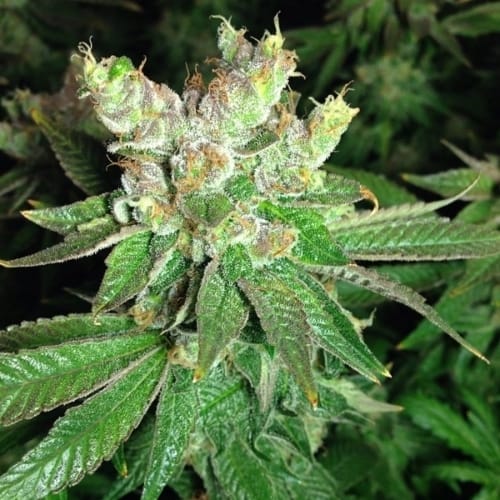 Cookies Kush cannabis seeds – 12/12 Photoperiod – The End of September – Cerebral – image 3 from Seed City