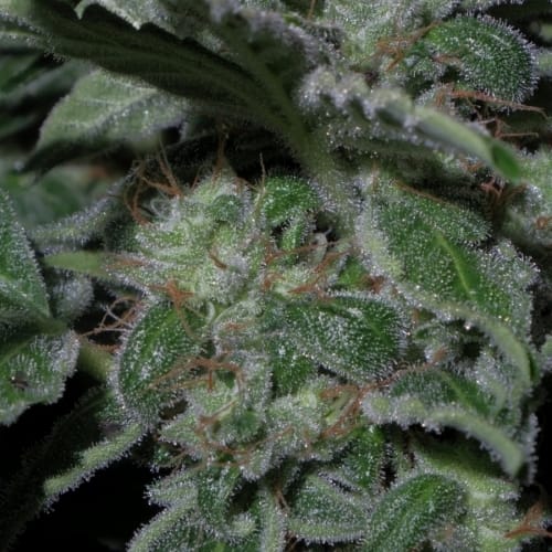 Cookies Kush cannabis seeds – Lime – The End of September – Female seeds – image 4 from Seed City