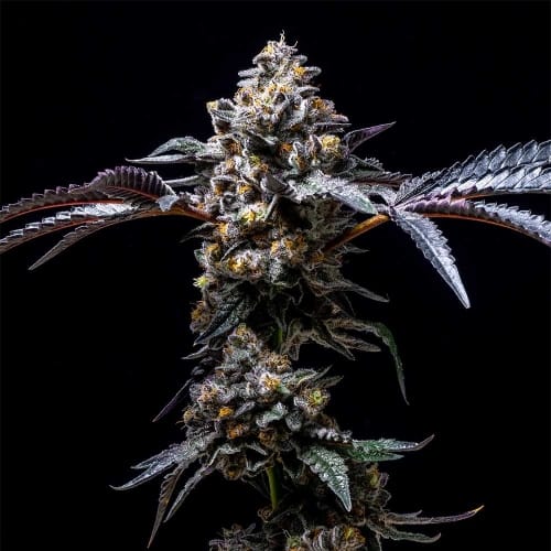 showing 12/12 Photoperiod – Female seeds – Outdoor – image 2 – Seed City