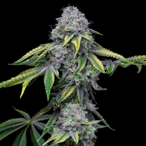 Image 2 of Sour Dubb x Hollywood cannabis by Cookies Seed Bank – Female seeds – Good for outdoor grow – Sour – Seed City