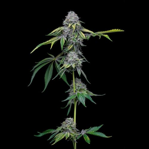 Image 3 of Sour Dubb x Hollywood cannabis by Cookies Seed Bank – Good for outdoor grow – Sour – Female seeds – Seed City
