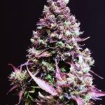 Cream Caramel Auto from Sweet Seeds