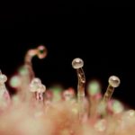 showing Short (up to 80cm) – Feminized – Outdoor – image 2 – Seed City