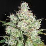 Regular – 12/12 Photoperiod – Outdoor – Cream Cheese Frosting strain – image 3 – from Ultra Genetics via Seed City