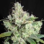 Regular – 12/12 Photoperiod – Skunky – Cream Cheese Frosting strain – image 2 – from Ultra Genetics via Seed City