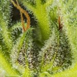 Cream Mandarine XL Auto by Sweet Seeds – Good for outdoor grow – Indica Dominant – Orange – image 2 – Seed City