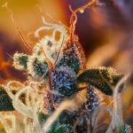 Cream Mandarine XL Auto from Sweet Seeds