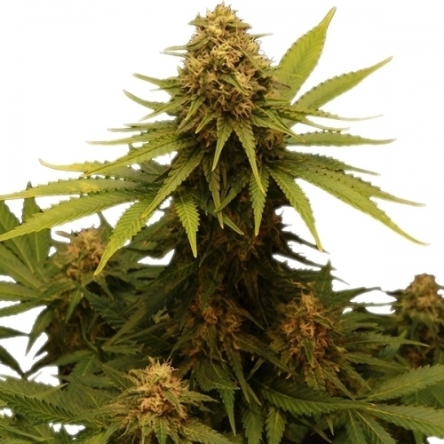 Feminized – Indica Dominant – 12/12 Photoperiod – Critical strain – image 2 – from Royal Queen Seeds via Seed City