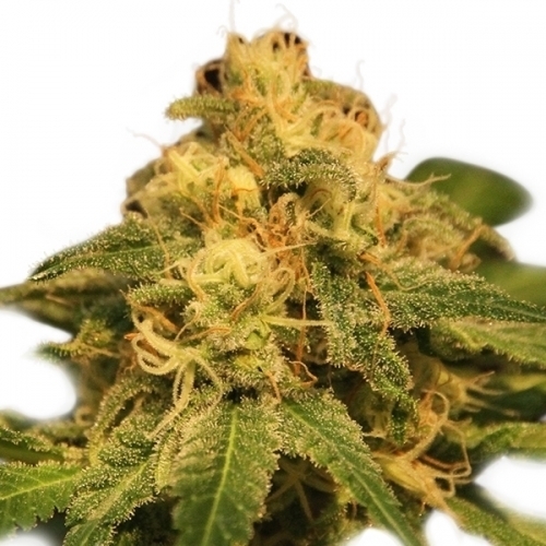 Feminized – Greenhouse – Indica Dominant – Critical strain – image 3 – from Royal Queen Seeds via Seed City
