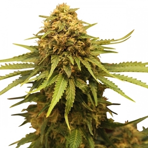 Critical by Royal Queen Seeds – Greenhouse – 12/12 Photoperiod – The End of September – image 4 – Seed City