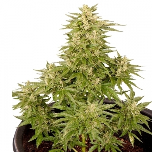 Royal Critical Automatic cannabis seeds – Auto-Flowering – Female seeds – Sweet – image 2 from Seed City