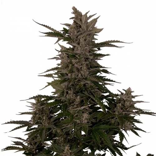 Royal Critical Automatic cannabis seeds – Outdoor cultivation – Sweet – Female seeds – image 4 from Seed City