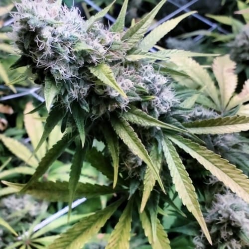 Critical Kush by Barneys Farm Seeds – Indica – Herbal – Super Strength – image 3 – Seed City