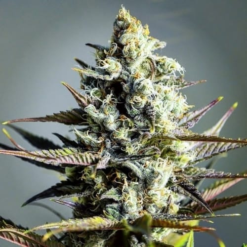 Critical Kush cannabis seeds – Large yield – 12/12 Photoperiod – Regular – image 4 from Seed City