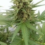 Auto Critical Ogre 'Big 'N Fast' by Seedsman Seeds – Female seeds – Greenhouse – Auto-Flowering – image 3 – Seed City