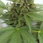 Auto Critical Ogre 'Big 'N Fast' by Seedsman Seeds – Female seeds – Auto-Flowering – Greenhouse – image 4 – Seed City