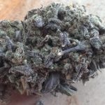 Auto Critical Ogre 'Big 'N Fast' by Seedsman Seeds – Female seeds – Auto-Flowering – Greenhouse – image 5 – Seed City