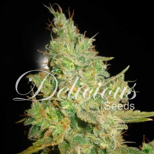Critical Kali Mist by Delicious Seeds – Super Strength – Beginning of October – 12/12 Photoperiod – image 2 – Seed City